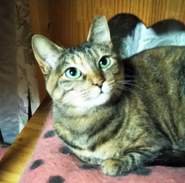 大人の魅力きれいなムギワラ『むぎ』２才