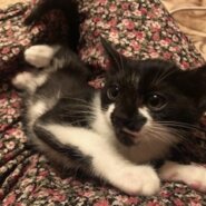 イケニャン黒白仔猫の爽太ちゃん！