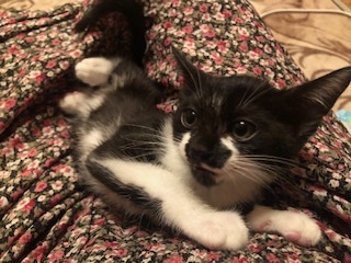 イケニャン黒白仔猫の爽太ちゃん！