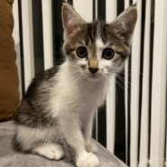 生後1.5ヶ月子猫姉妹！女の子　茶色ちゃん