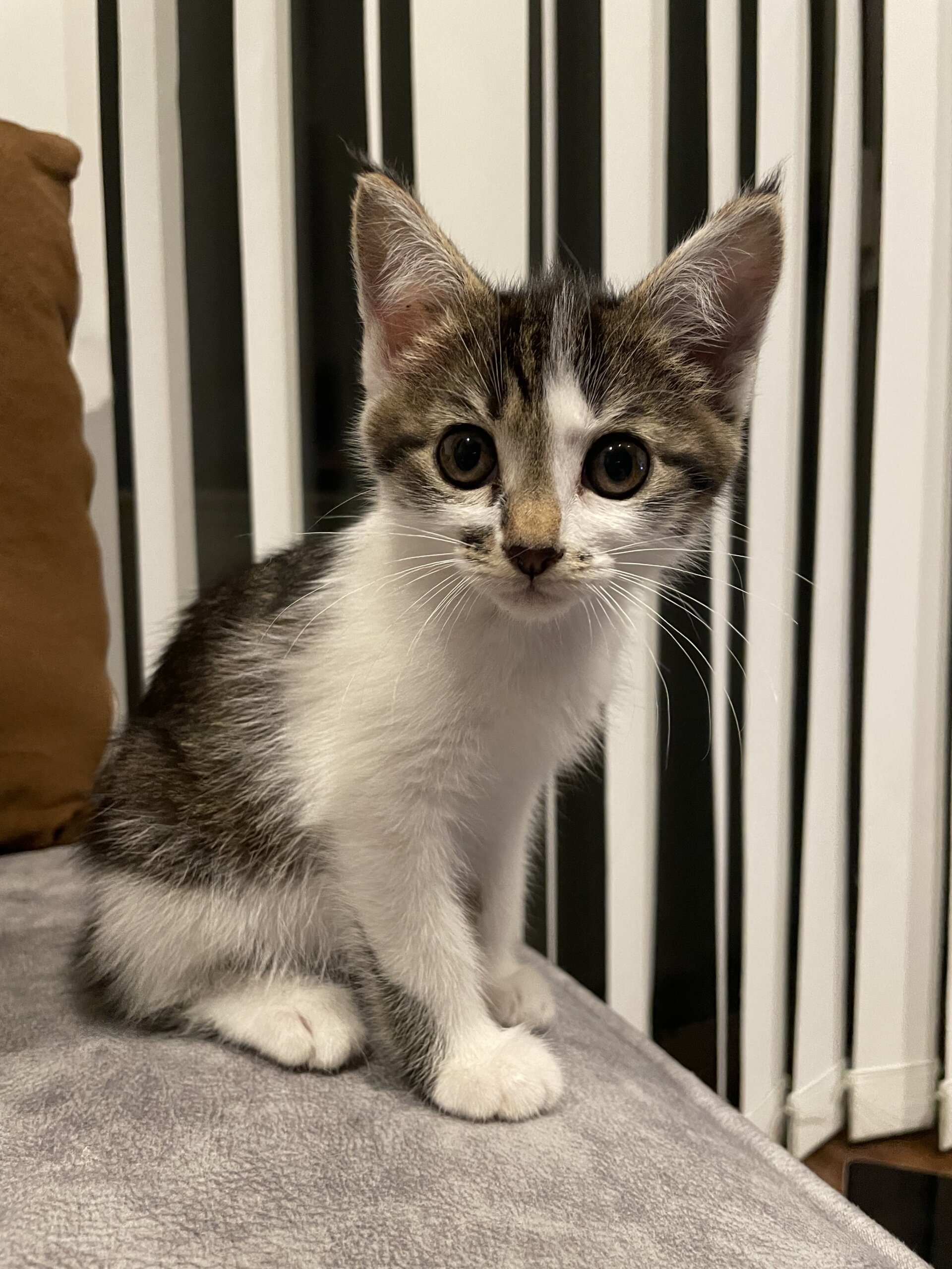 生後1.5ヶ月子猫姉妹！女の子　茶色ちゃん