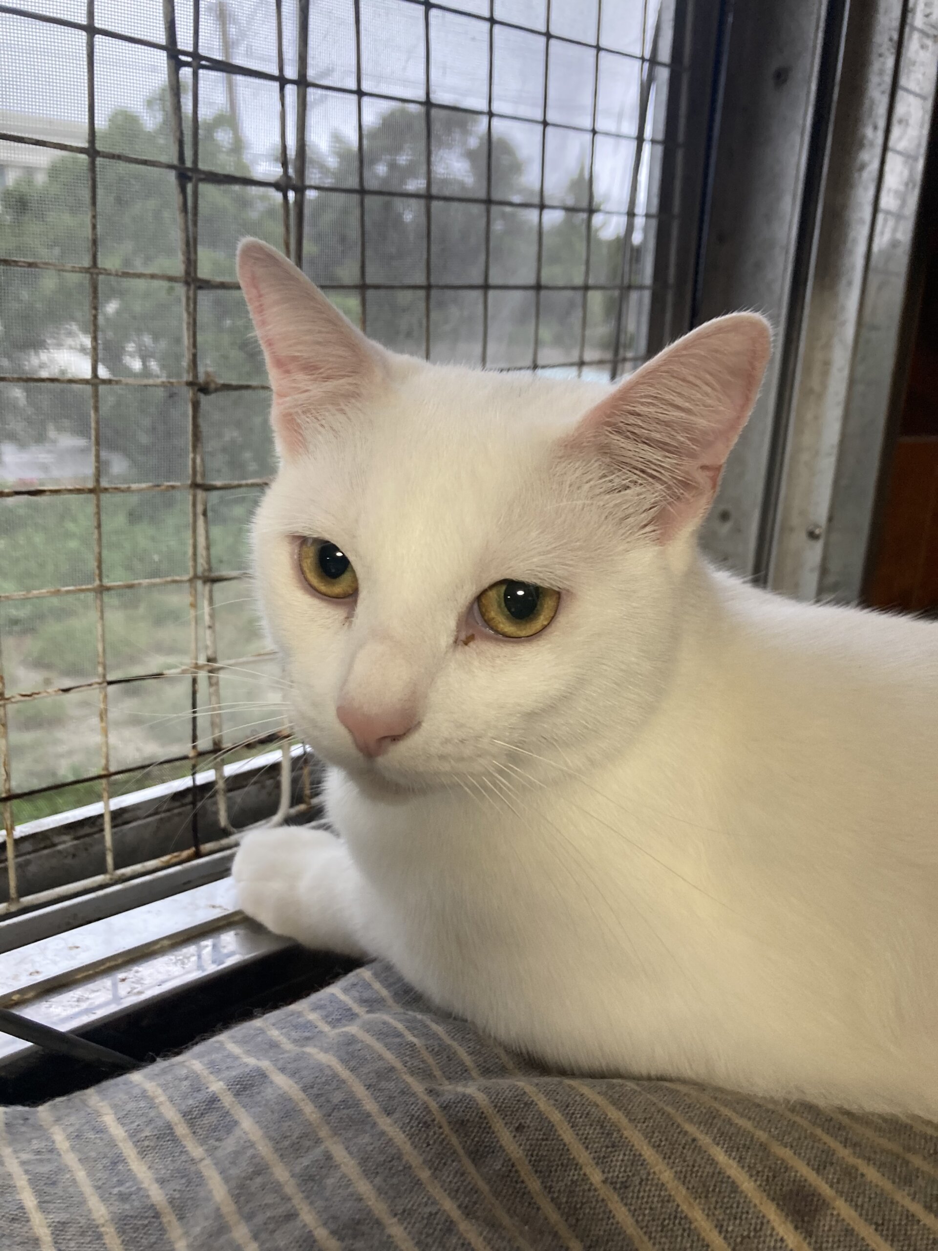 大柄な甘えん坊白猫くん