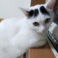 のーんびり穏やかな☺男の子(動画有り)