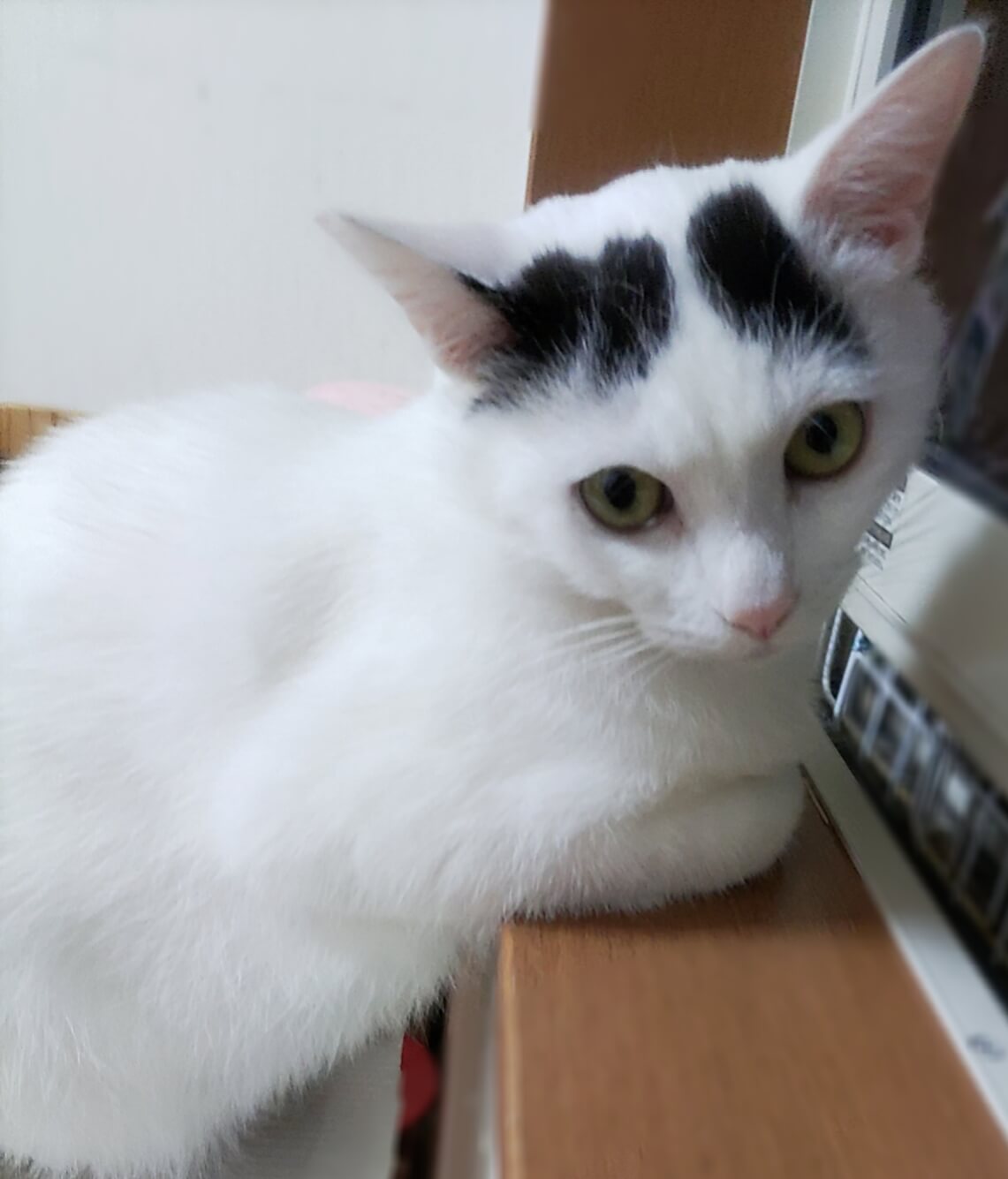 のーんびり穏やかな☺男の子(動画有り)