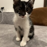 生後1.5ヶ月子猫姉妹！女の子 白黒ちゃん