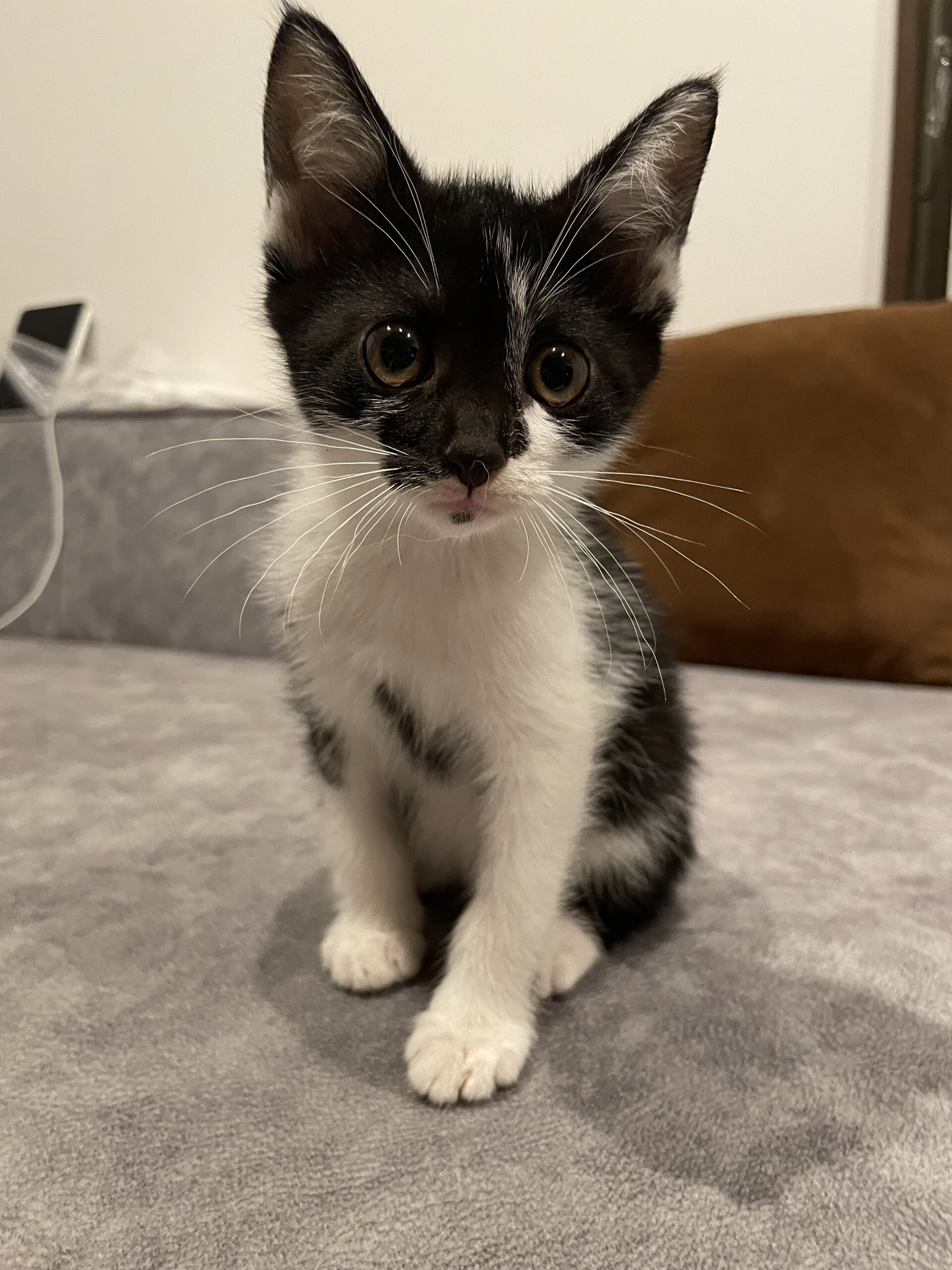 生後1.5ヶ月子猫姉妹！女の子 白黒ちゃん