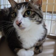 幸せのカギしっぽ　オレオくん