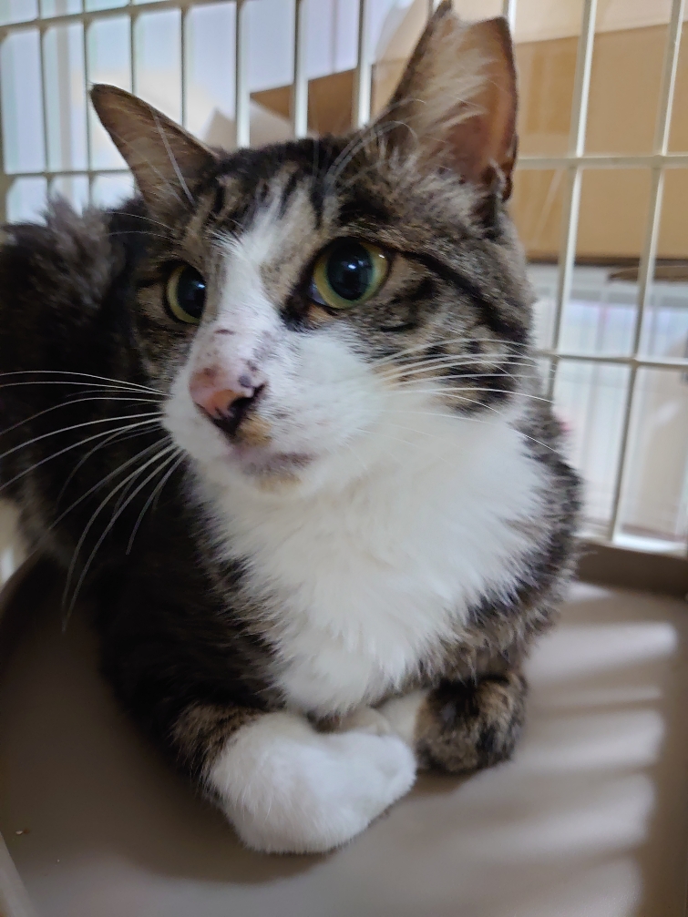 幸せのカギしっぽ　オレオくん