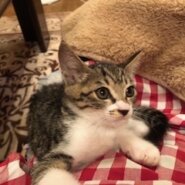 とても可愛いキジ白子猫のサラ！