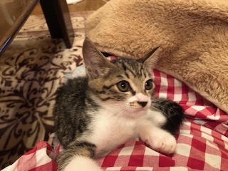 とても可愛いキジ白子猫のサラ！