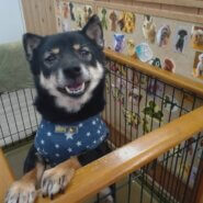 豆柴サイズ★サラちゃん