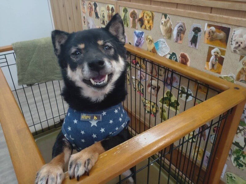 豆柴サイズ★サラちゃん