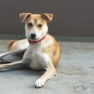 生後9か月MIX甘えん坊の男の子＠我孫子市