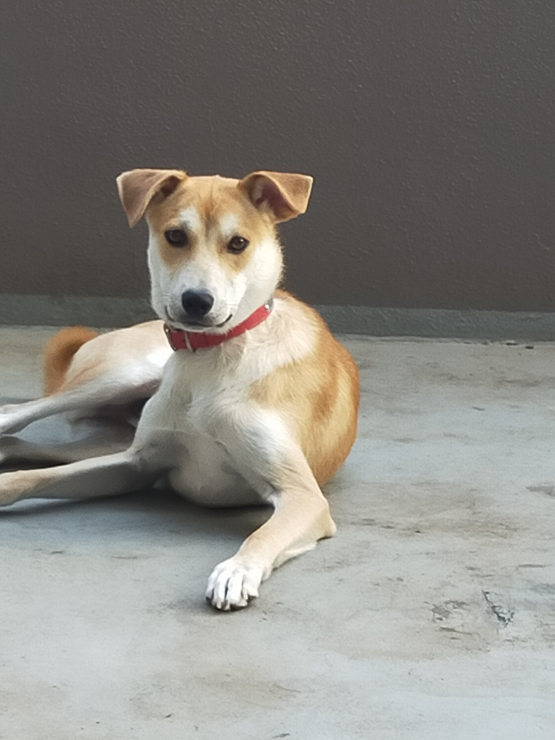 生後9か月MIX甘えん坊の男の子＠我孫子市