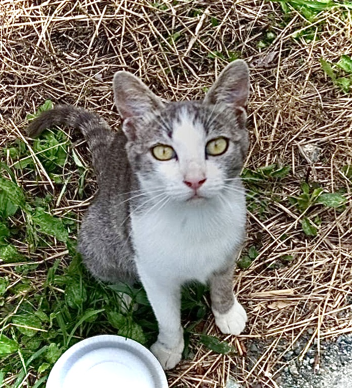 人懐っこい女の子♪（避妊済）