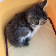 2.3日に拾った子猫