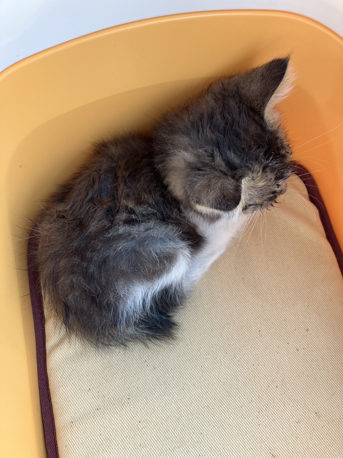 2.3日に拾った子猫