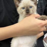 1.5ヶ月⭐︎シャムミックス⭐︎ヤンチャなジャックくん♂