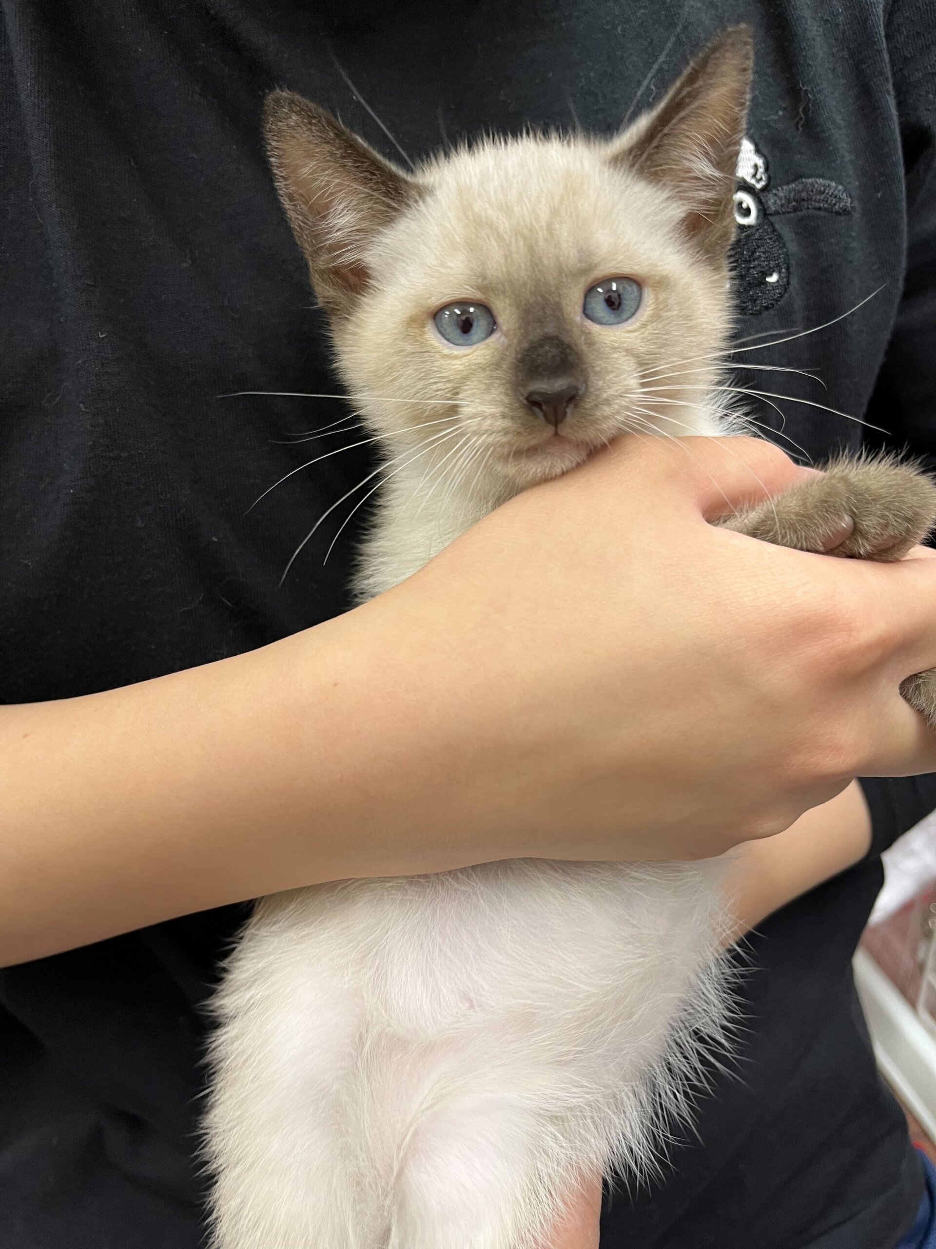 1.5ヶ月⭐︎シャムミックス⭐︎ヤンチャなジャックくん♂