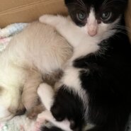 1.5ヶ月⭐︎白黒ハチワレ⭐︎白い耳が可愛いレオくん♂