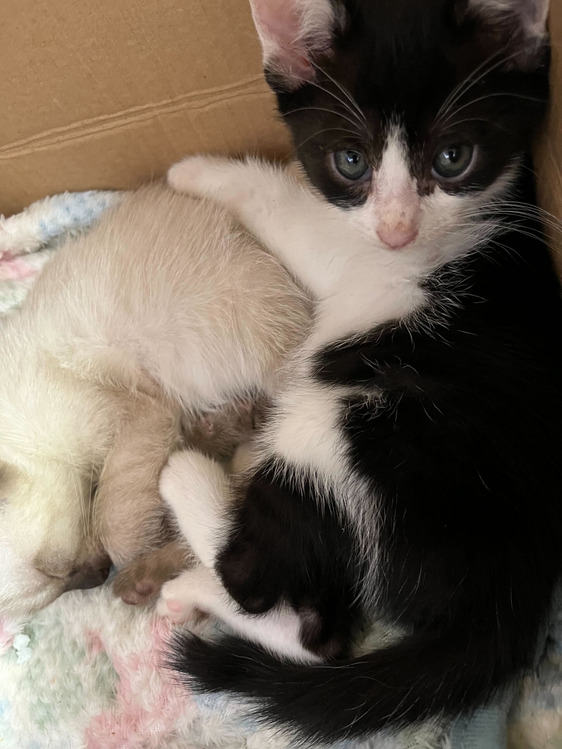 1.5ヶ月⭐︎白黒ハチワレ⭐︎白い耳が可愛いレオくん♂