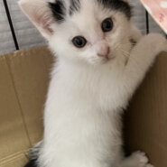 1.5ヶ月⭐︎白黒可愛いブチ模様⭐︎ウィルくん♂