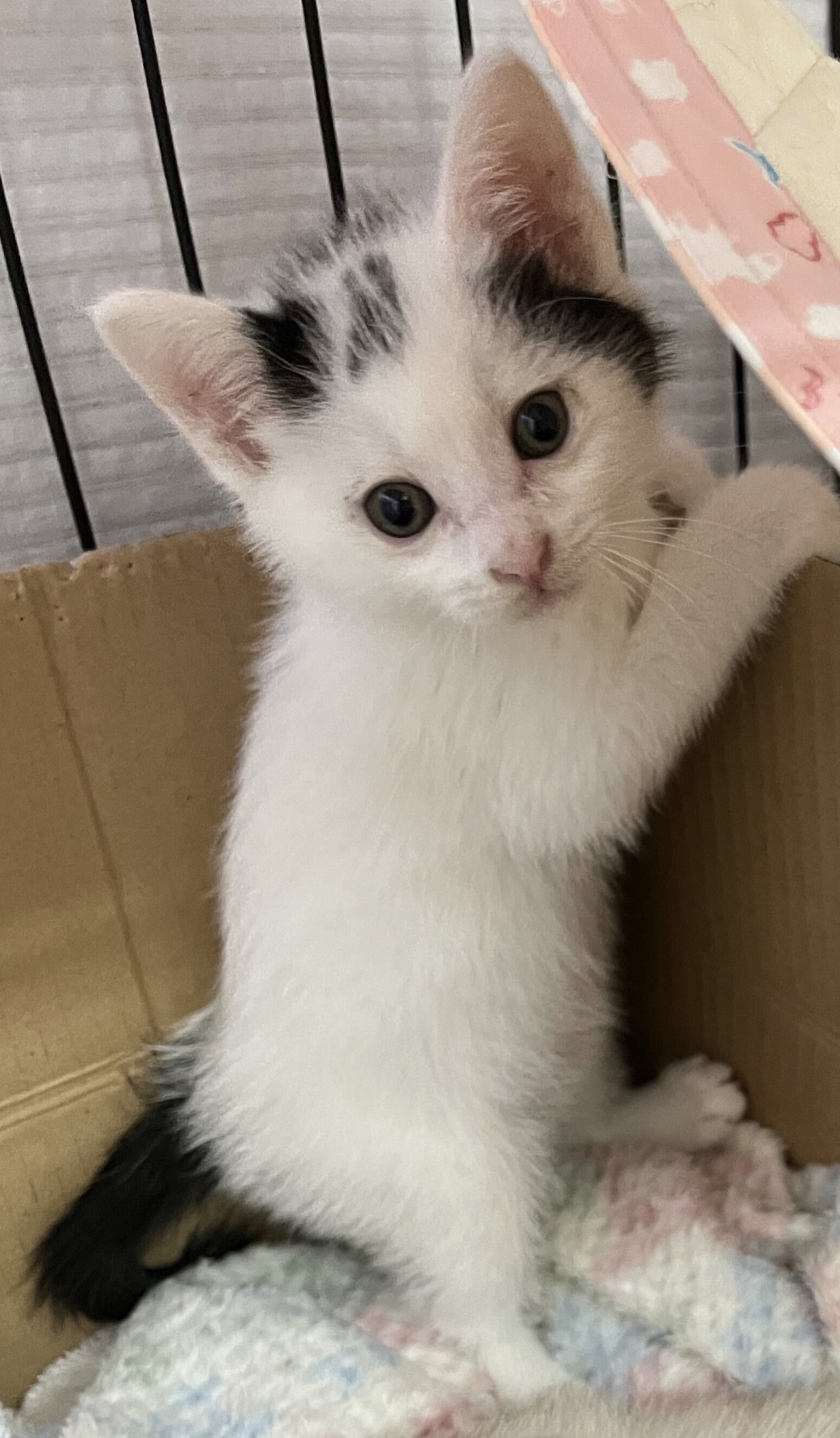 1.5ヶ月⭐︎白黒可愛いブチ模様⭐︎ウィルくん♂
