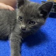 ロシアンブルー風のイケニャン