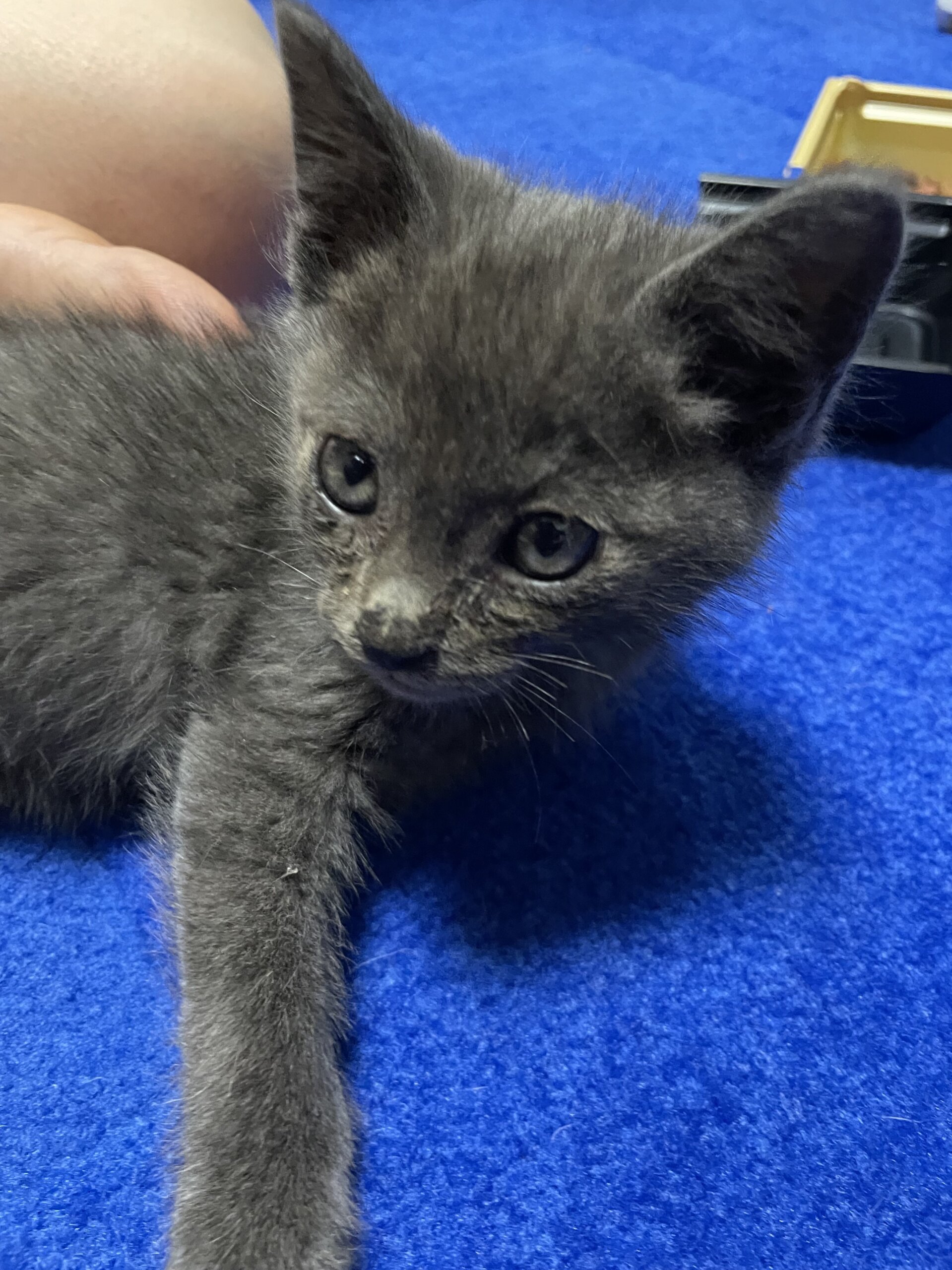 ロシアンブルー風のイケニャン