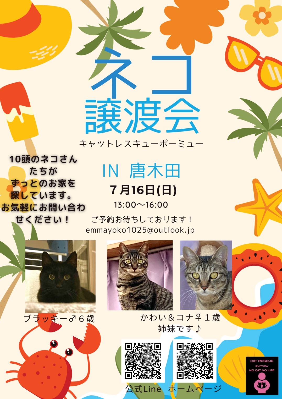 保護猫譲渡会のお知らせ