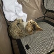 推定1歳前後の女の子