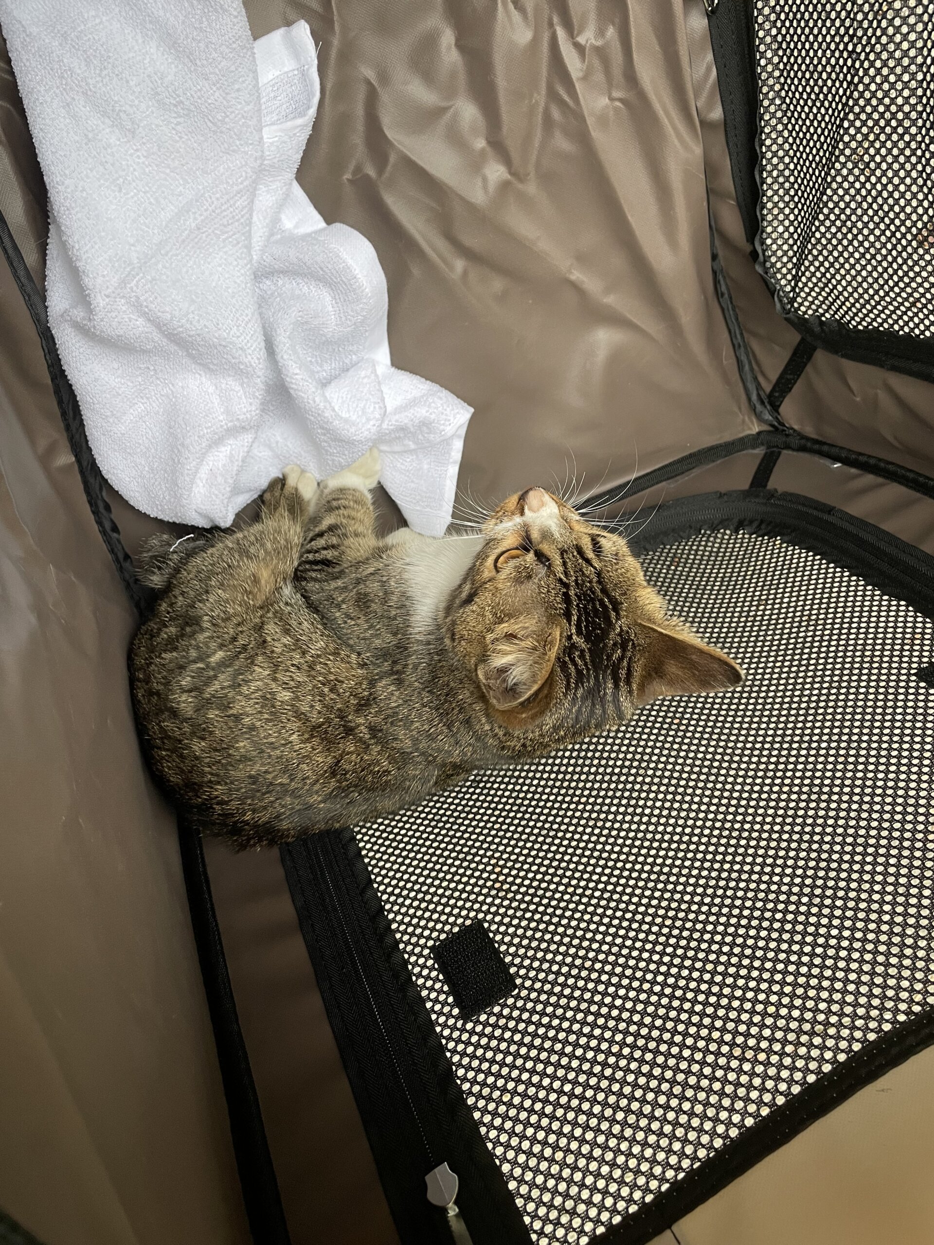 推定1歳前後の女の子