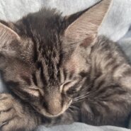 生後半年〜1年の子猫