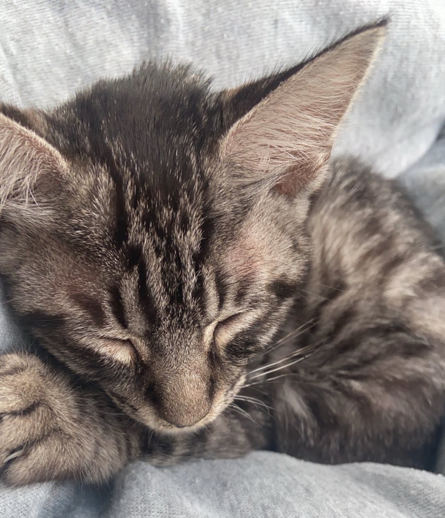 生後半年〜1年の子猫