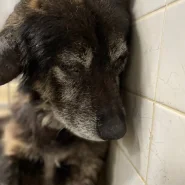 ちょっとお年ですが、優しい子です