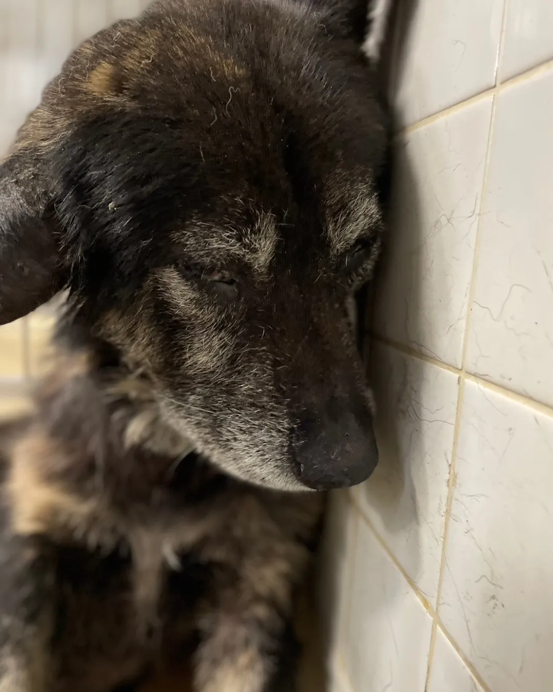 ちょっとお年ですが、優しい子です