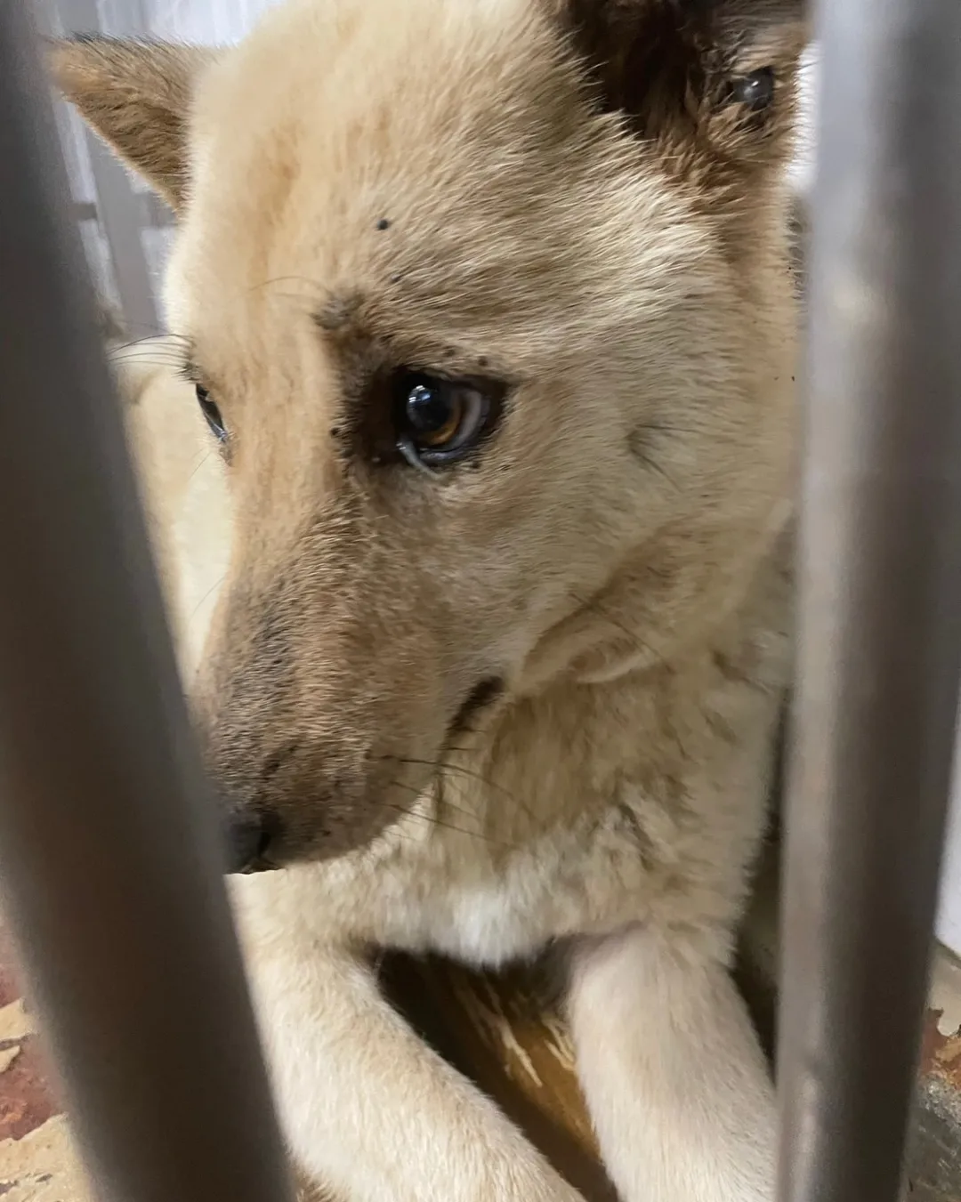 緊張感MAXの女の子です家族に迎えて下さい