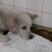 皮膚の状態悪い子です　医療にお願いします