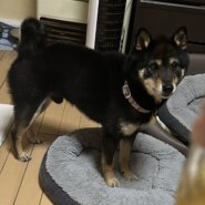 慣れると甘えたでヤンチャな男の子♪