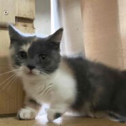 マンチカン短足　パステル三毛の可愛い子猫　２か月