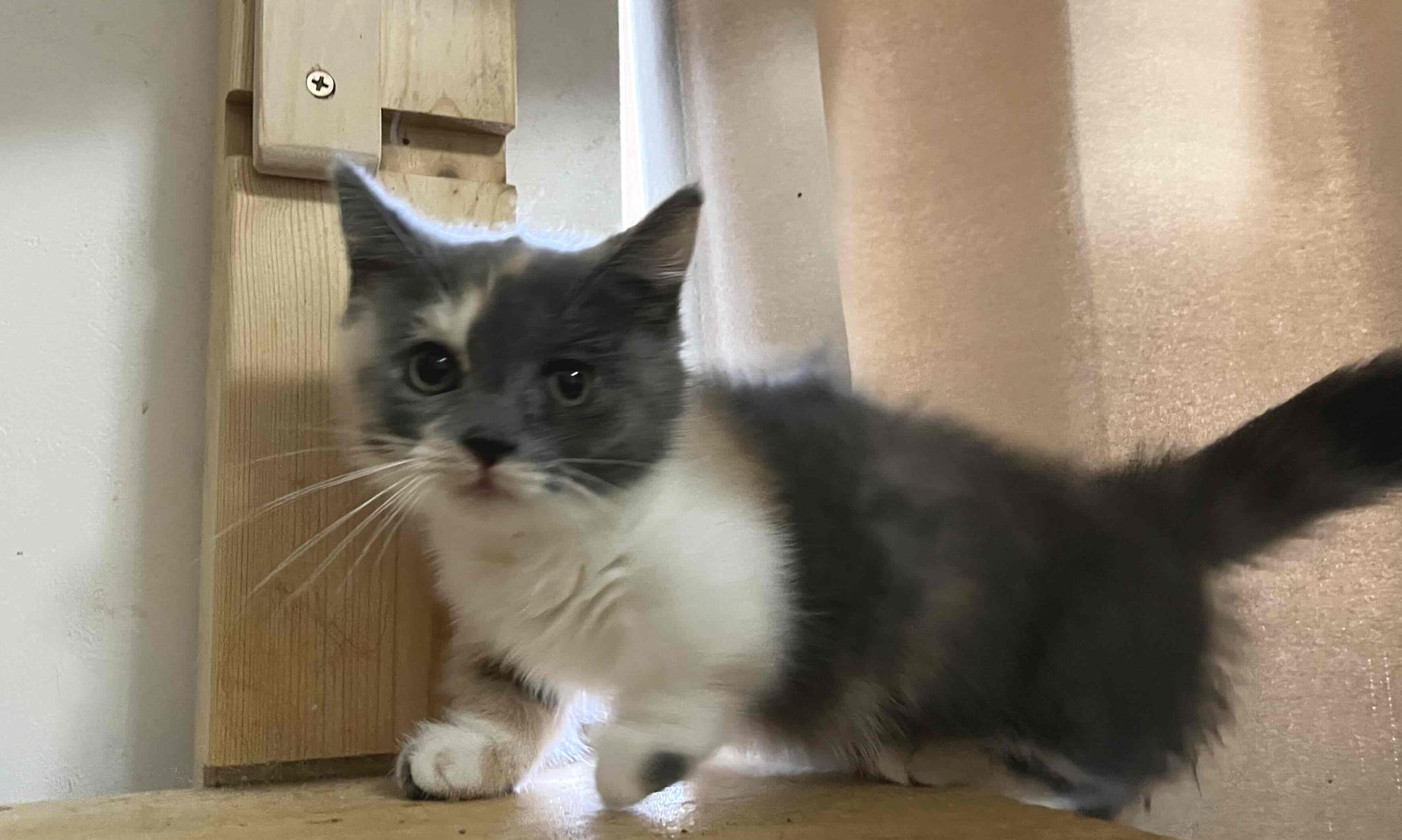 マンチカン短足　パステル三毛の可愛い子猫　２か月