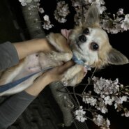 チワワ ソラちゃん 元ブリード犬