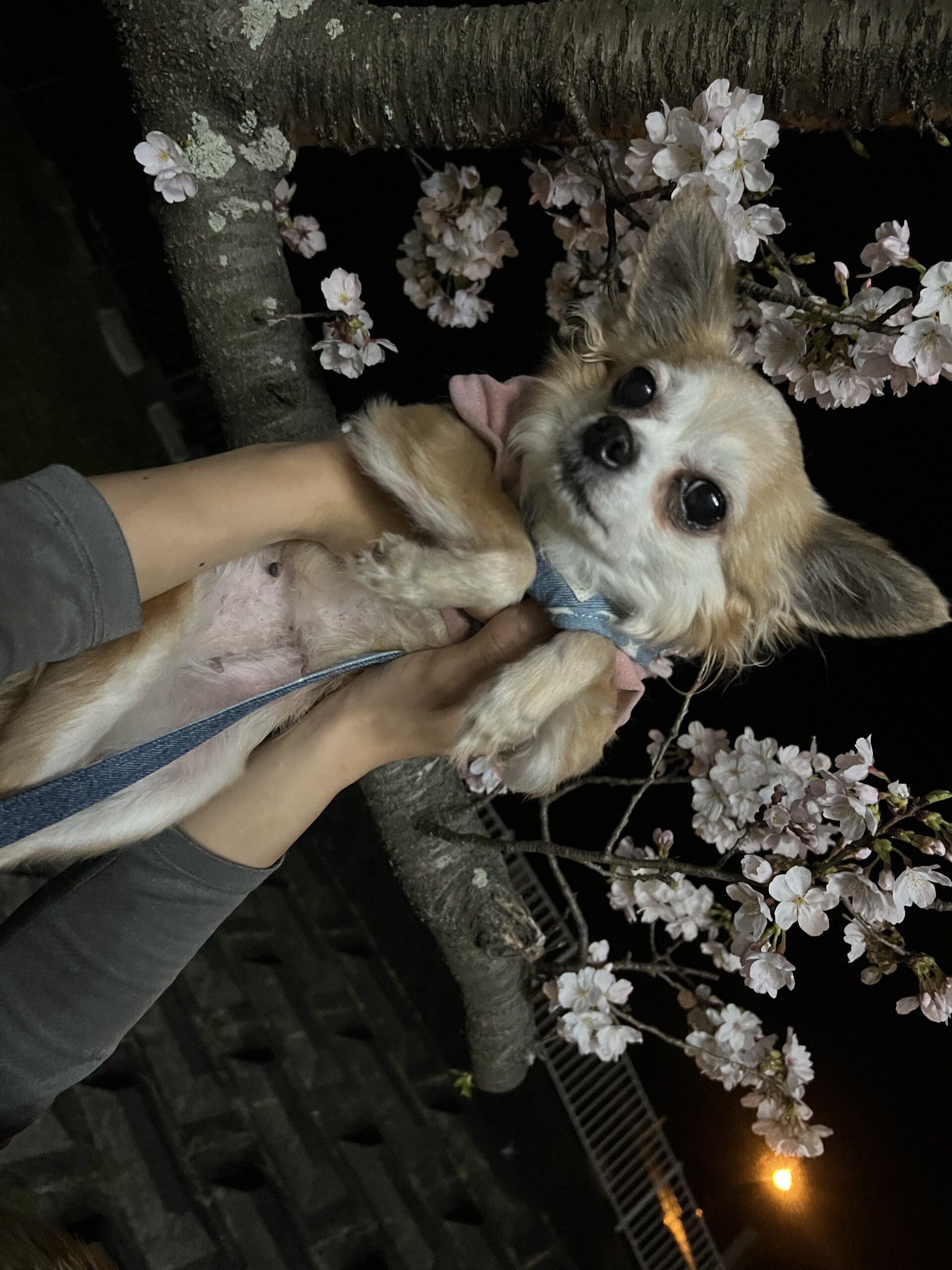 チワワ ソラちゃん 元ブリード犬