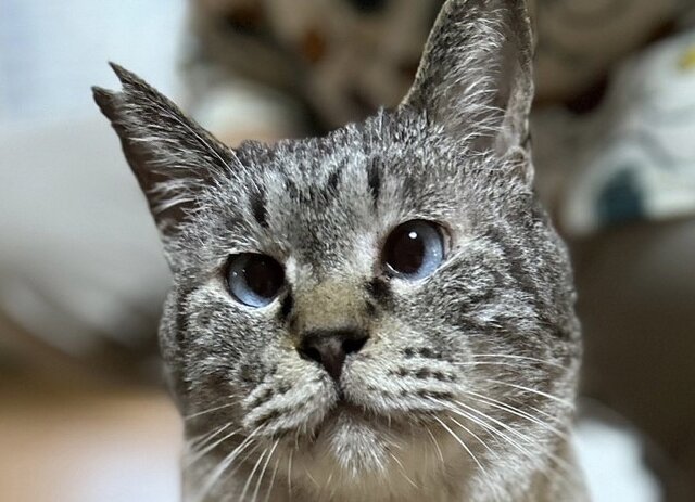 TNRボランティアさん募集