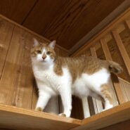 【動画あり】ツンデレ、デレ♡可愛く甘えるふわもこ男子