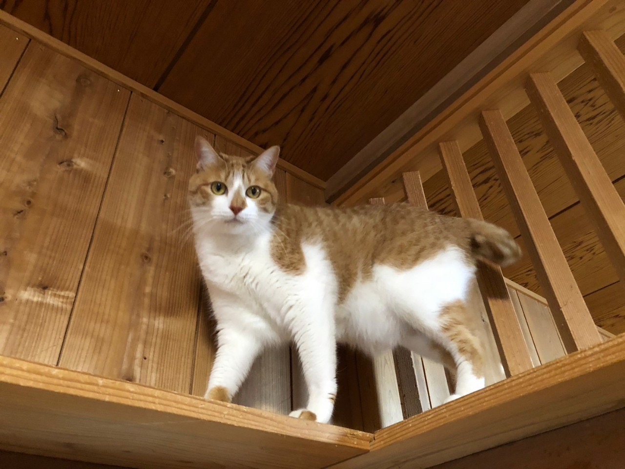 【動画あり】ツンデレ、デレ♡可愛く甘えるふわもこ男子