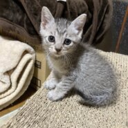 小さいけど勝ち気でお転婆　サバトラ　うるめちゃん　1ヶ月半