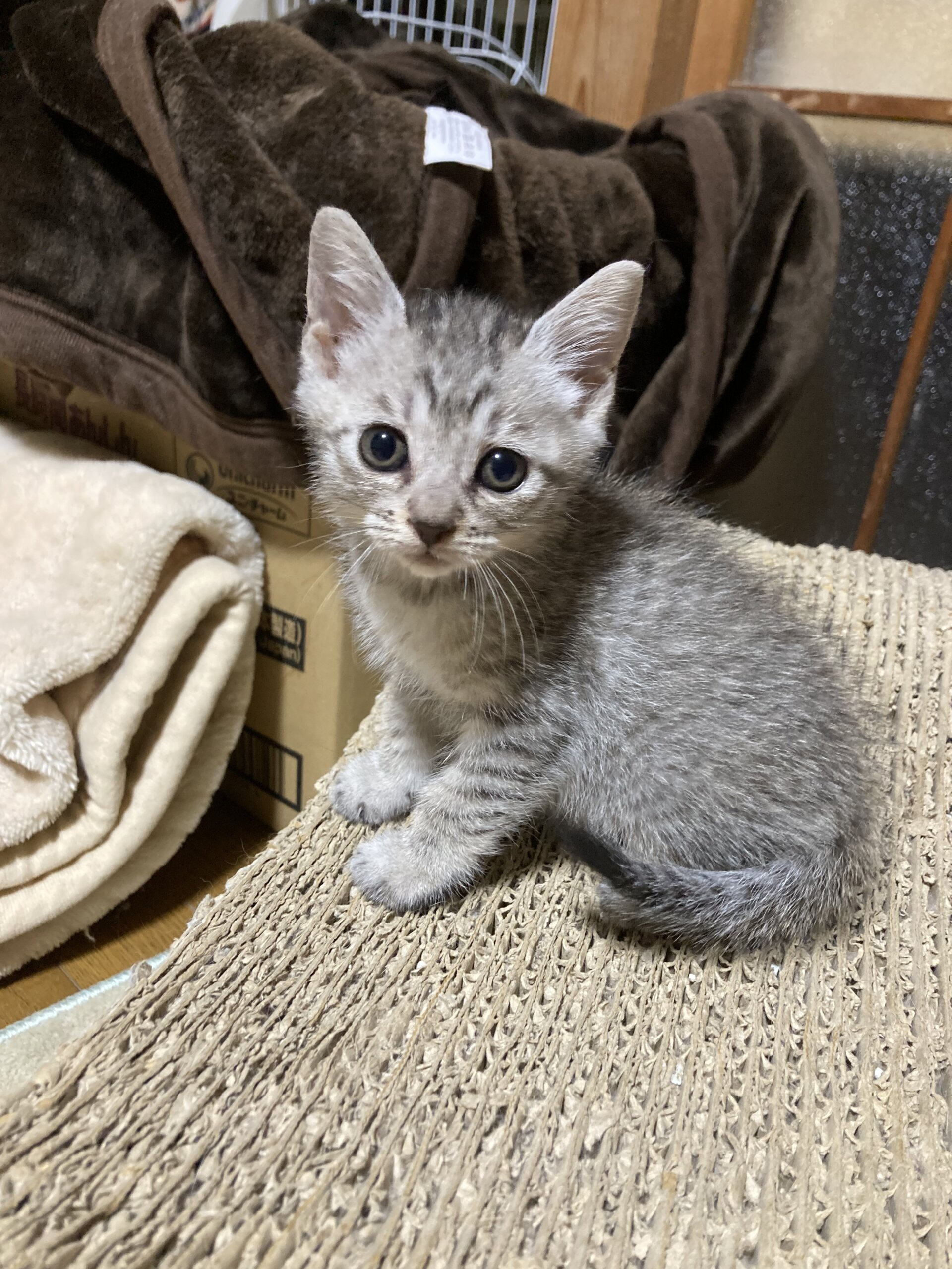 小さいけど勝ち気でお転婆　サバトラ　うるめちゃん　1ヶ月半