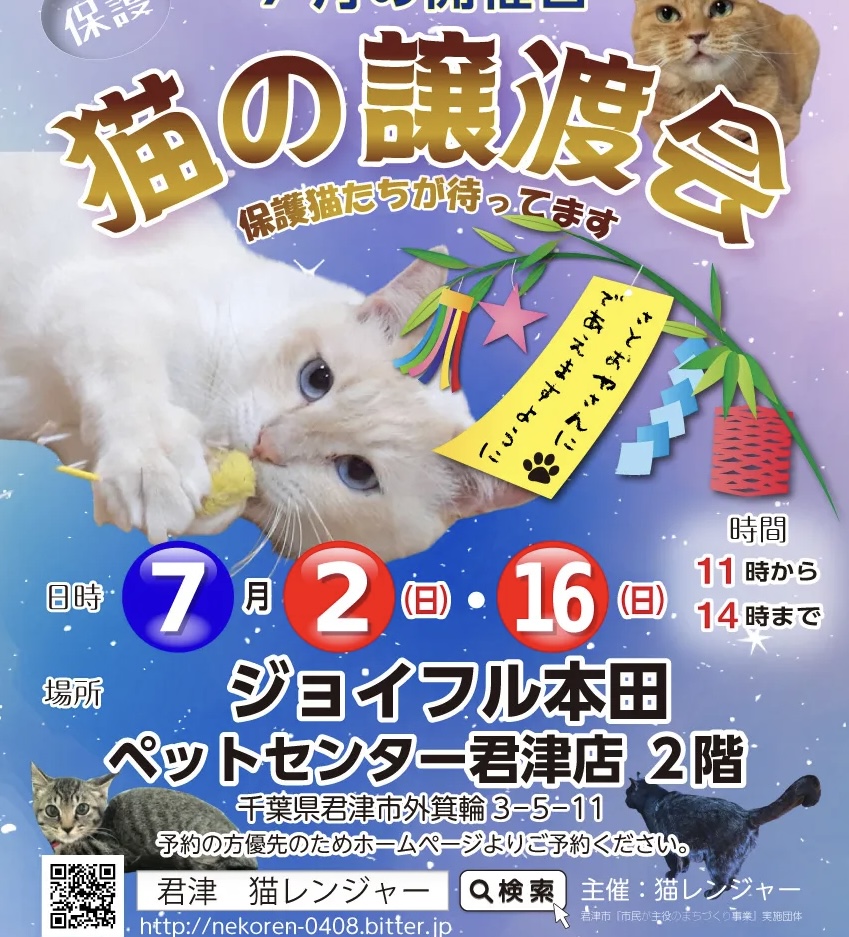 (君津市)猫の譲渡