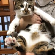 【動画あり】猫部屋イチのユニークっ娘。おとぼけな表情がたまらない！